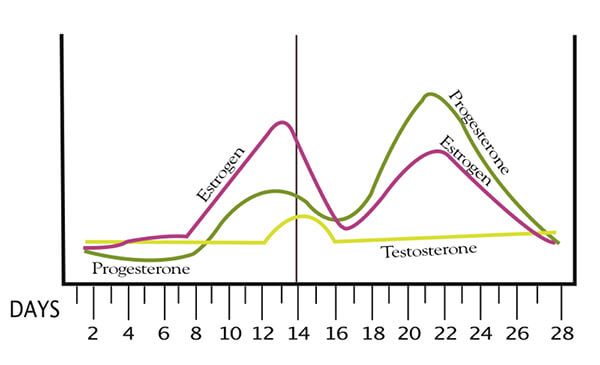 Chart detailing how a woman's hormones fluctuate during her menstrual cycle.